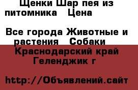 Щенки Шар пея из питомника › Цена ­ 25 000 - Все города Животные и растения » Собаки   . Краснодарский край,Геленджик г.